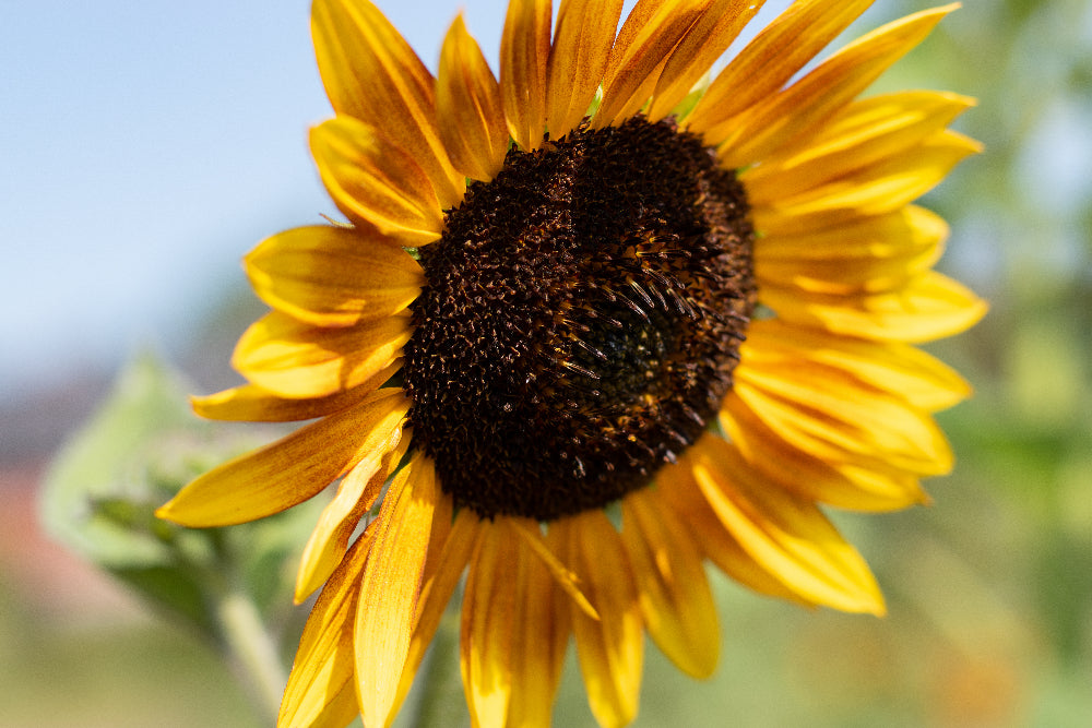 sunflower in daylight